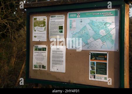 Epsom Surrey England Epsom Common Local Nature Reserve Stockfoto