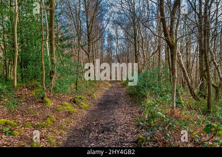 Verlassene Straßenbahn aus dem frühen 20.. Jahrhundert bahnte sich an, um Minenanlagen für Görster zu erlegen, die in Great Hollins Wood, Oughtibridge, in der Nähe von Sheffield, gefunden wurden. Stockfoto
