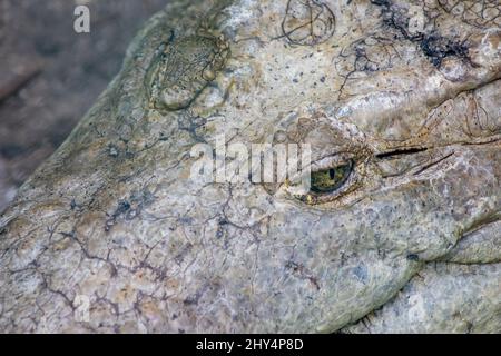 Nahaufnahme des Kopfes eines Krokodils in Cocodrilario La Manzanilla, Jalisco, Mexiko Stockfoto