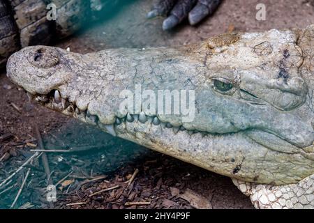 Nahaufnahme des Kopfes eines Krokodils in Cocodrilario La Manzanilla, Jalisco, Mexiko Stockfoto