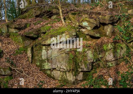 Gritstone-Steinbruch, der einst zwei Stollen für die nun verlassenen Minenanlagen für Ganaster beherbergte, die in Beeley Wood, Oughtibridge, nahe Sheffield, gefunden wurden. Stockfoto