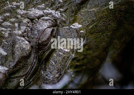 Nahaufnahme des Auges eines Krokodils im Wasser in Cocodrilario La Manzanilla, Jalisco, Mexiko Stockfoto