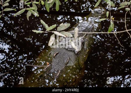 Krokodile schwimmen tagsüber im See in Cocodrilario La Manzanilla, Jalisco, Mexiko Stockfoto