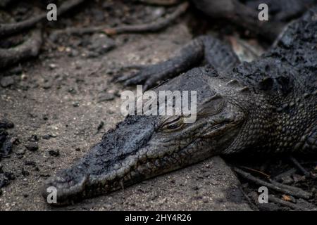 Krokodil schläft an einem sonnigen Tag am Seeufer in Cocodrilario La Manzanilla, Jalisco, Mexiko Stockfoto