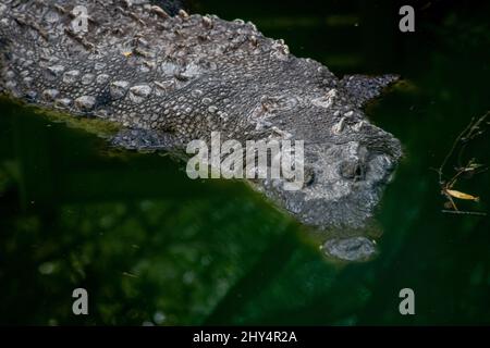 Krokodil schwimmend im grünen Wasser des Sumpfes in Cocodrilario La Manzanilla, Jalisco, Mexiko Stockfoto