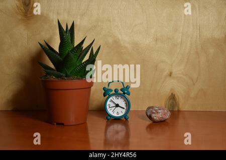 Haworthia limifolia Pflanze, Wecker, Stein, Objekte Komposition mit Holz im Hintergrund Stockfoto