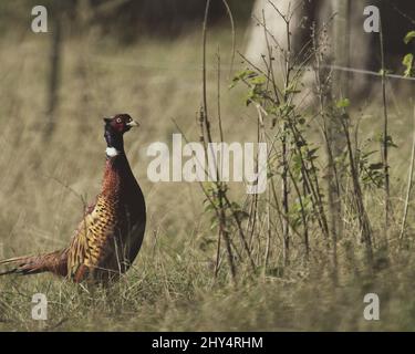 Nahaufnahme des niedlichen Feldvogels auf einem verschwommenen Naturhintergrund Stockfoto