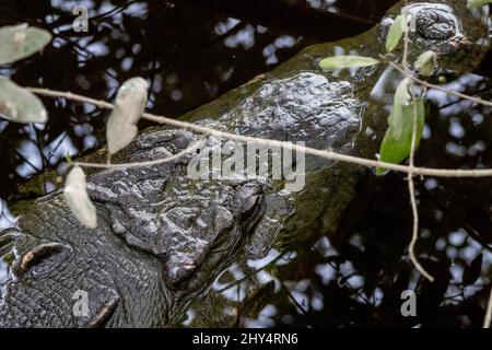 Krokodile schwimmen tagsüber im See in Cocodrilario La Manzanilla, Jalisco, Mexiko Stockfoto