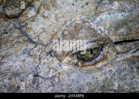 Nahaufnahme des Auges eines Krokodils in Cocodrilario La Manzanilla, Jalisco, Mexiko Stockfoto