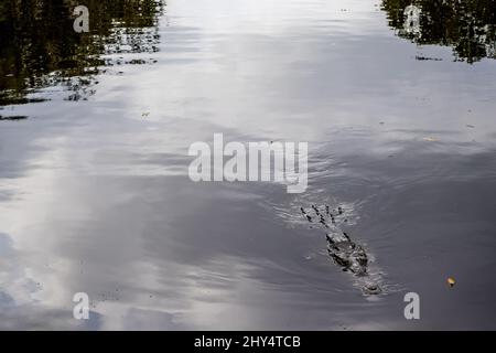 Krokodile schwimmen tagsüber im See in Cocodrilario La Manzanilla, Jalisco, Mexiko Stockfoto