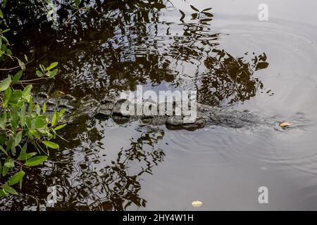 Krokodile schwimmen tagsüber im See in Cocodrilario La Manzanilla, Jalisco, Mexiko Stockfoto