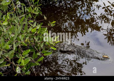 Krokodile schwimmen tagsüber im See in Cocodrilario La Manzanilla, Jalisco, Mexiko Stockfoto