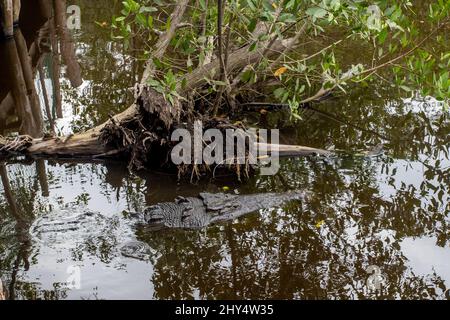 Krokodile schwimmen tagsüber im See in Cocodrilario La Manzanilla, Jalisco, Mexiko Stockfoto