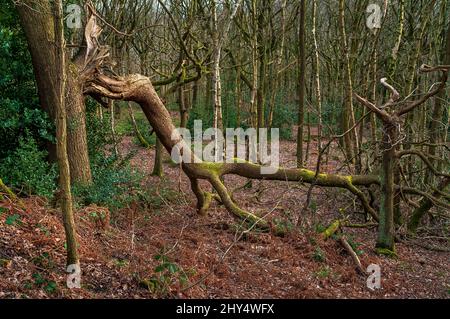 Gebrochener Baum vom Wind, gesehen in der Nähe einer alten Straßenbahn, die zu verlassenen Minenanlagen für Ganister führt, gefunden in Beeley Wood, Oughtibridge, in der Nähe von Sheffield. Stockfoto