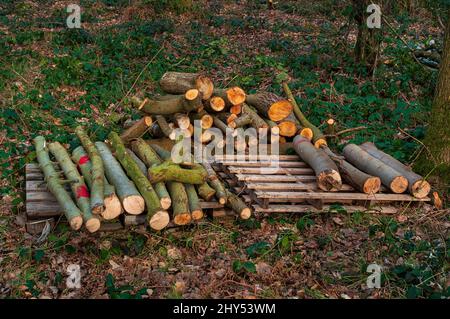 Paletten von geschnittenen Bäumen, kleinen Stämmen und Ästen, gefunden in Great Hollins Wood, Oughtibridge, in der Nähe von Sheffield. Stockfoto
