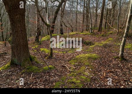 Eingestürzte und gefüllte große moosige Schachtdecke, möglicherweise ein Versuch für Glanister Bergbau, in Beeley Wood, alten Wald in Middlewood in der Nähe von Sheffield. Stockfoto