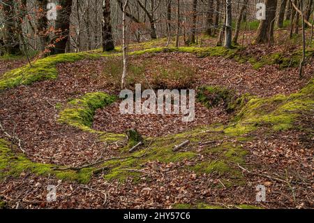 Eingestürzte und gefüllte große moosige Schachtdecke, möglicherweise ein Versuch für Glanister Bergbau, in Beeley Wood, alten Wald in Middlewood in der Nähe von Sheffield. Stockfoto