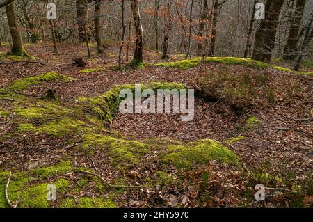 Eingestürzte und gefüllte große moosige Schachtdecke, möglicherweise ein Versuch für Glanister Bergbau, in Beeley Wood, alten Wald in Middlewood in der Nähe von Sheffield. Stockfoto