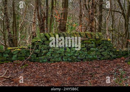 Moos und Flechten bedeckte und teilweise eingestürzte Trockensteinmauer über den Bahngleisen in Great Hollins Wood, Oughtibridge, nahe Sheffield. Stockfoto