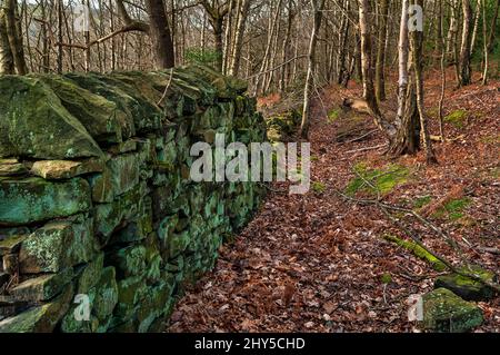 Moos und Flechten bedeckte und teilweise eingestürzte Trockensteinmauer über den Bahngleisen in Great Hollins Wood, Oughtibridge, nahe Sheffield. Stockfoto
