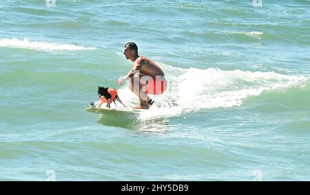 Hundekonkurrenten während des jährlichen „Unleashed by Petco Surf City Surf Dog“-Wettbewerbs 6. in Huntington Beach in Kalifornien, USA. Stockfoto