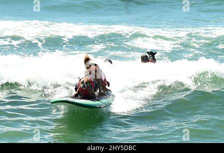 Hundekonkurrenten während des jährlichen „Unleashed by Petco Surf City Surf Dog“-Wettbewerbs 6. in Huntington Beach in Kalifornien, USA. Stockfoto