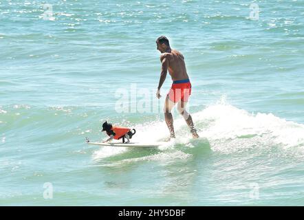 Hundekonkurrenten während des jährlichen „Unleashed by Petco Surf City Surf Dog“-Wettbewerbs 6. in Huntington Beach in Kalifornien, USA. Stockfoto