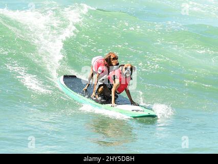 Hundekonkurrenten während des jährlichen „Unleashed by Petco Surf City Surf Dog“-Wettbewerbs 6. in Huntington Beach in Kalifornien, USA. Stockfoto