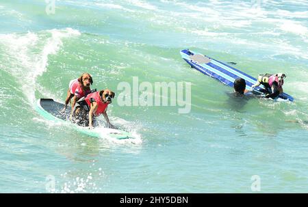 Hundekonkurrenten während des jährlichen „Unleashed by Petco Surf City Surf Dog“-Wettbewerbs 6. in Huntington Beach in Kalifornien, USA. Stockfoto