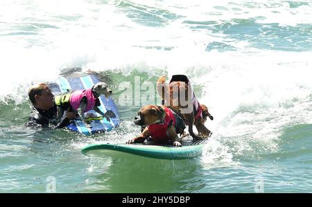 Hundekonkurrenten während des jährlichen „Unleashed by Petco Surf City Surf Dog“-Wettbewerbs 6. in Huntington Beach in Kalifornien, USA. Stockfoto