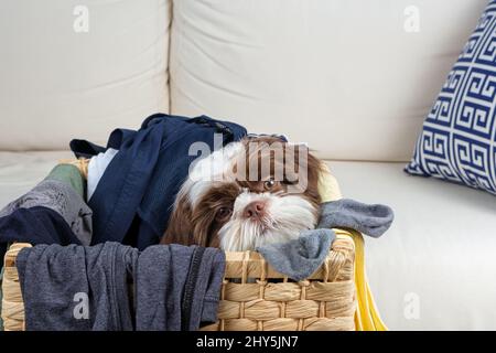 4 Monate alter Shih tzu Welpe in einem Wäschekorb. Stockfoto