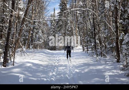 Nordischer Skifahrer auf Fenn Lake Trail im Algonquin Park Ontario im März Stockfoto