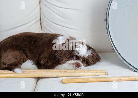 4 Monate alter Shih Tzu Welpe liegt neben Drumsticks und Drum Snare. Stockfoto