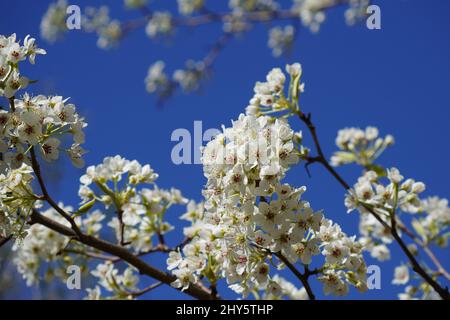 Selektiver Fokus auf Vordergrundblumen eines Birnenbaums mit einem klaren blauen Himmel im Hintergrund Stockfoto