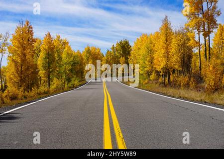 Eine zweispurige asphaltierte Straße, die von Bäumen gesäumt ist, die ihr Herbstlaub zeigen. Fahren Sie auf dem Highway 149 in Colorado. Stockfoto