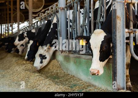 Bauernhof-Kuhstall mit melkenden Holstein-Kühen, die Heu aus der Krippe fressen Stockfoto