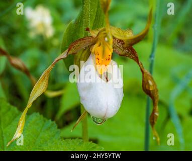 lady's Slipper Orchid im lewis and clark National Forest in der Nähe von augusta, montana Stockfoto