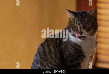 Hungrige Katze leckt Lippen im Schatten Stockfoto