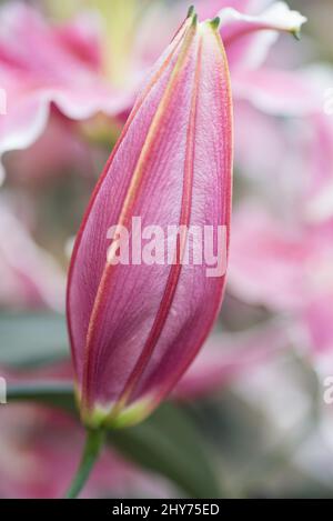 Vertikale Nahaufnahme einer ungeöffneten rosa Blütenknospe Stockfoto