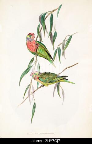 Der vielfarbige Lorikeet (Psitteuteles versicolor) ist eine Papageienart aus der Familie der Psittacidae, die in den nördlichen Küstenregionen Australiens endemisch ist. Sie ist die einzige Art der Gattung Psitteuteles. Farbillustration von Elizabeth Gould für das ornithologische Buch von John Gould Stockfoto