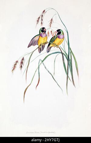 Der Gouldianfink (Chloebia gouldiae), auch bekannt als der Gouldianfink, Goulds Fink oder Regenbogenfink, ist ein farbenfroher Singvögel, der in Australien beheimatet ist. Farbillustration von Elizabeth Gould für das ornithologische Buch von John Gould Stockfoto