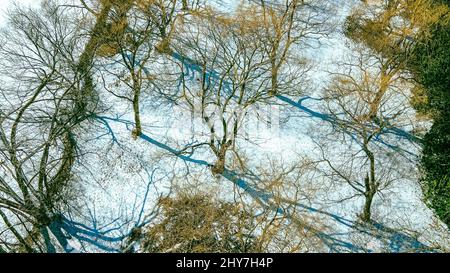 Schnee bedeckt den Boden, aber von den Blättern dieser Bäume strahlt eine leuchtend orange Farbe aus. Stockfoto