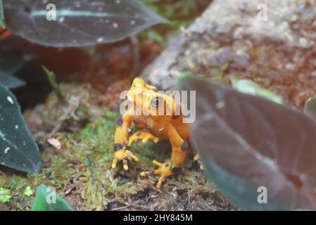 Shallow Focus Aufnahme eines goldenen Frosches aus panama, der in hellem Licht auf dem Boden des Waldes sitzt Stockfoto