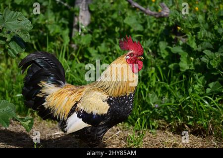 Nahaufnahme eines schönen Hahns, der im Garten bei hellem Sonnenlicht steht Stockfoto