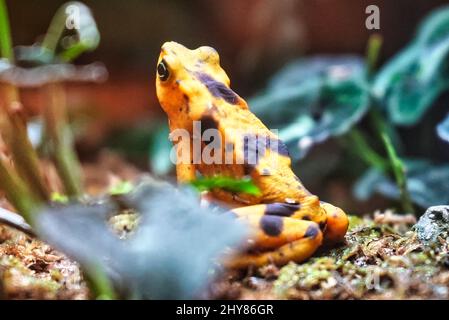 Shallow Focus Aufnahme eines goldenen Frosches aus panama, der in hellem Licht auf dem Boden des Waldes sitzt Stockfoto