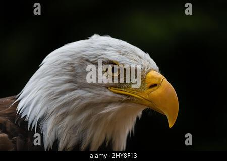 Nahaufnahme eines weißen Kopfes des südlichen Weißkopfadlers Stockfoto