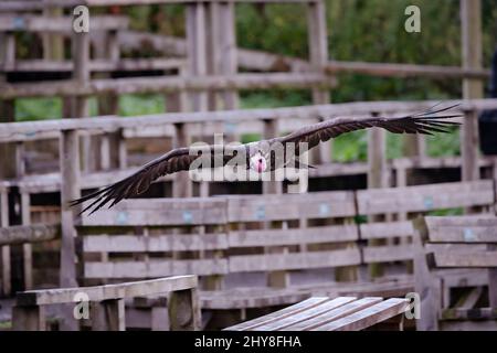 Aufnahme eines Geiers, der tagsüber auf unscharfem Hintergrund über den Park fliegt Stockfoto