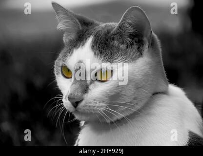 Nahaufnahme einer haarigen, niedlichen Katze in Graustufen Stockfoto