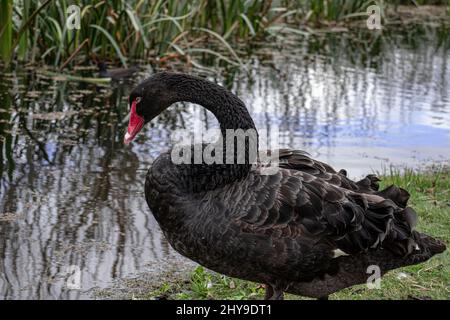 Schwan am Wasser Stockfoto