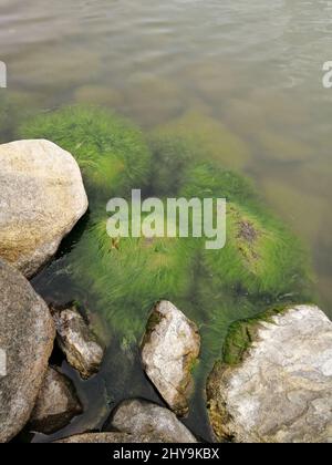 Vertikale Aufnahme von Steinen im Fluss mit Algen bedeckt Stockfoto